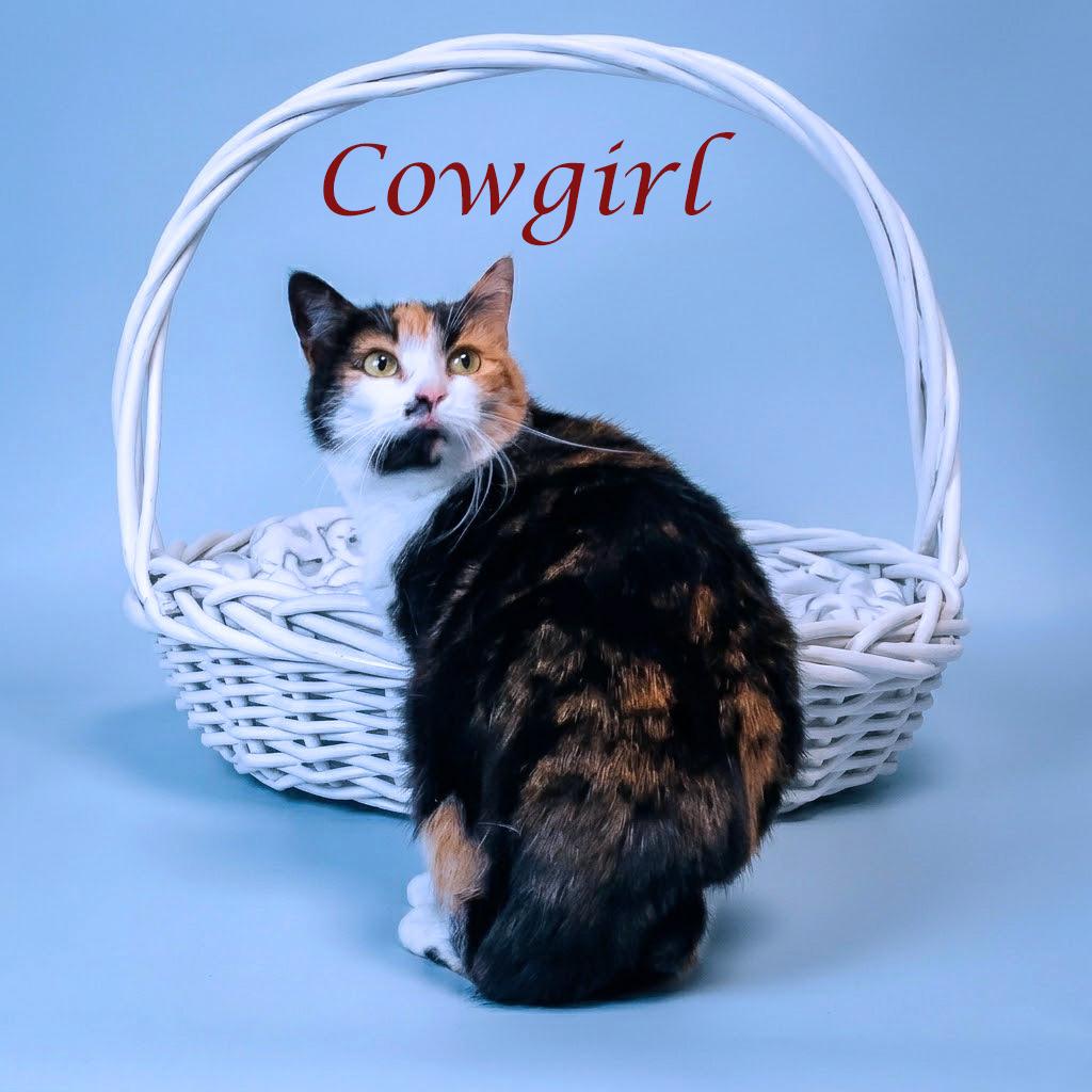 Enlarge Cowgirl C26-072, a Adoptable Domestic Short Hair in Lebanon, TN image 1/3