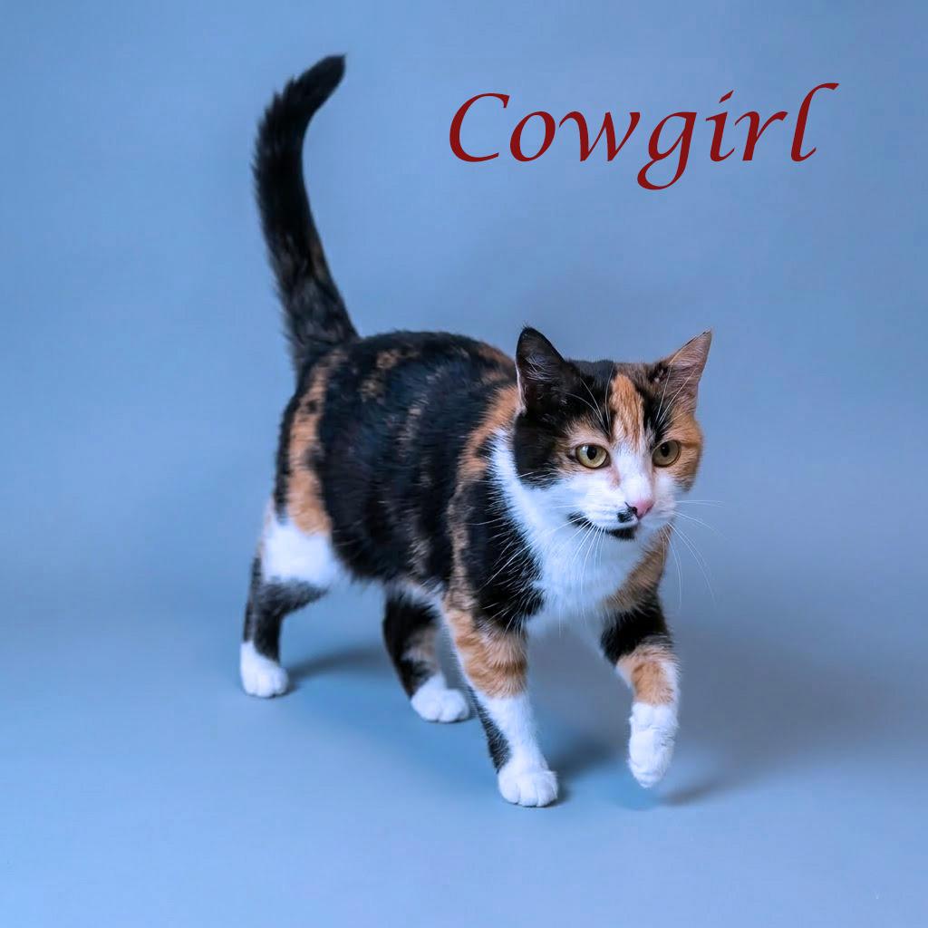 Enlarge Cowgirl C26-072, a Adoptable Domestic Short Hair in Lebanon, TN image 2/3