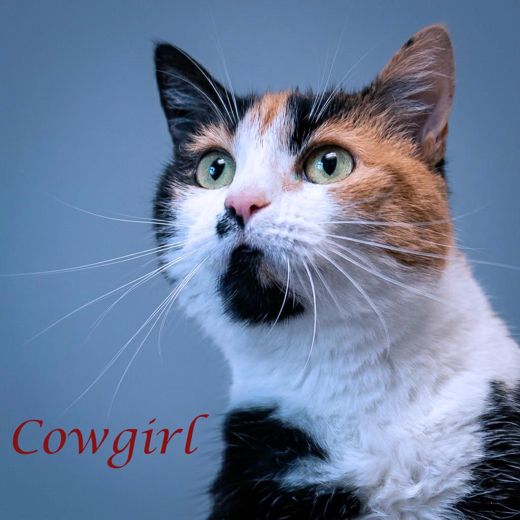 Enlarge Cowgirl C26-072, a Adoptable Domestic Short Hair in Lebanon, TN image 3/3