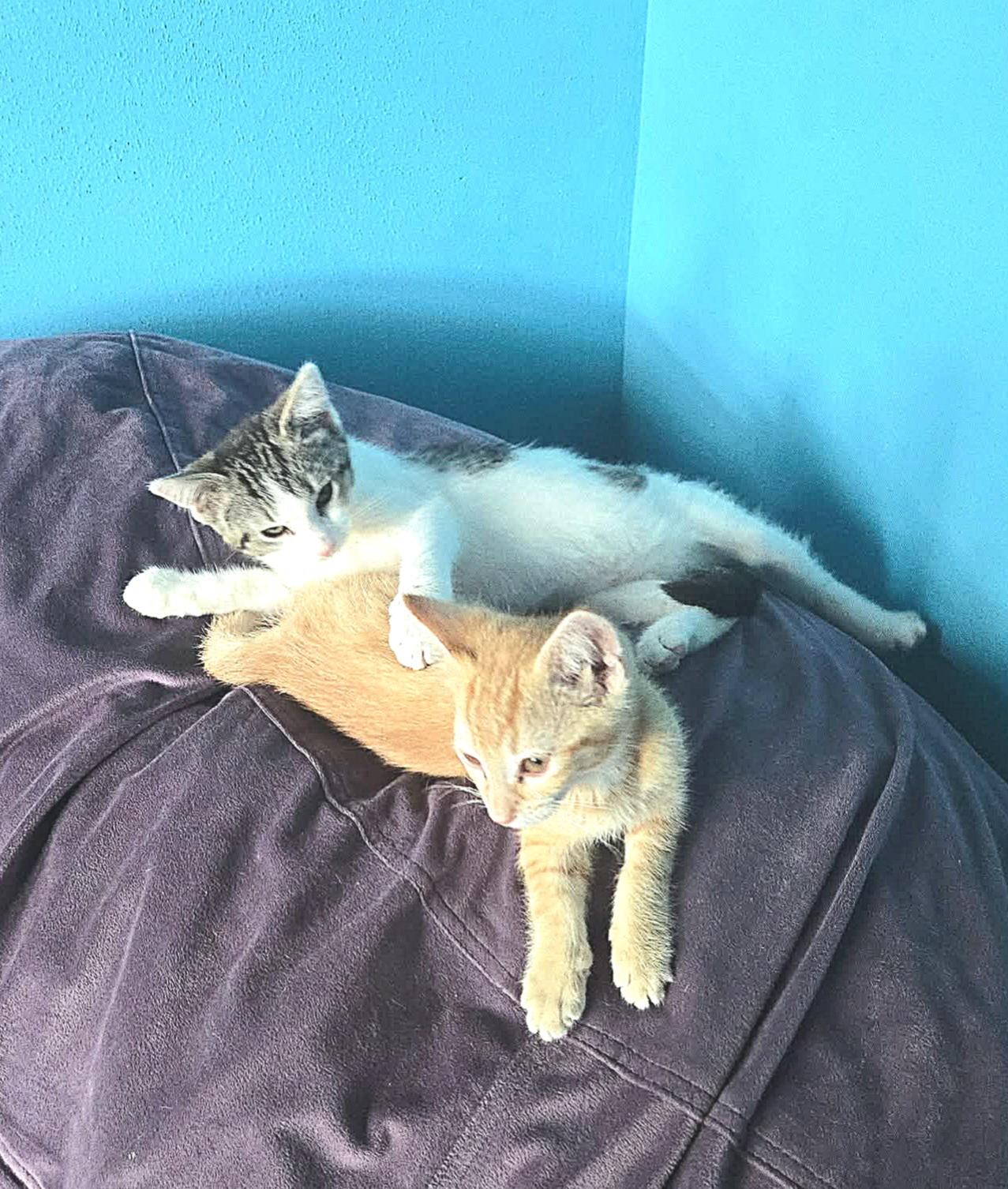 Juliette - Sweet and affectionate