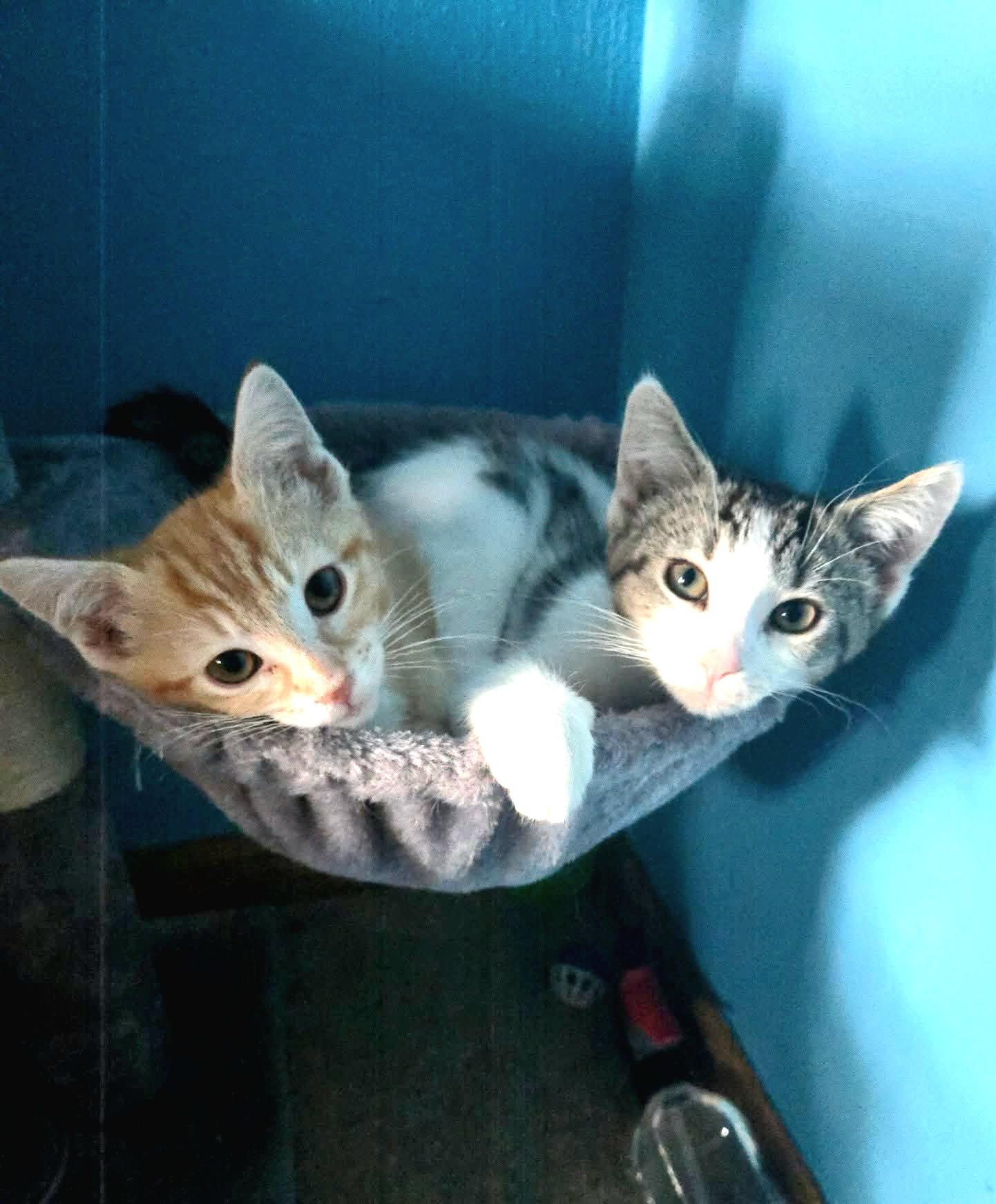 Juliette - Sweet and affectionate