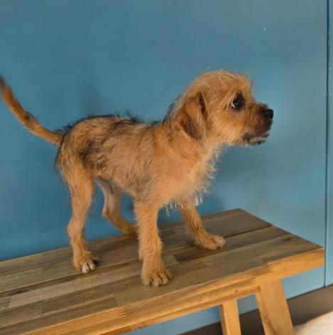 THEO, an adopted mixed breed in Seattle, WA image 3/6