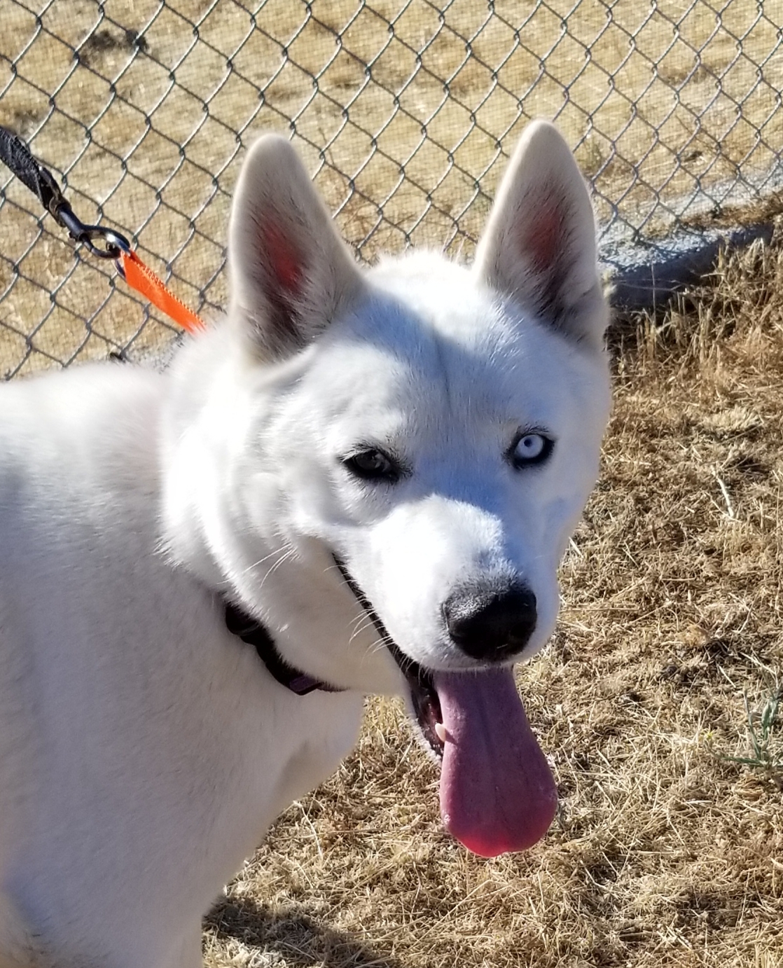 Atlas, Adoptable, Adult Male Siberian Husky.