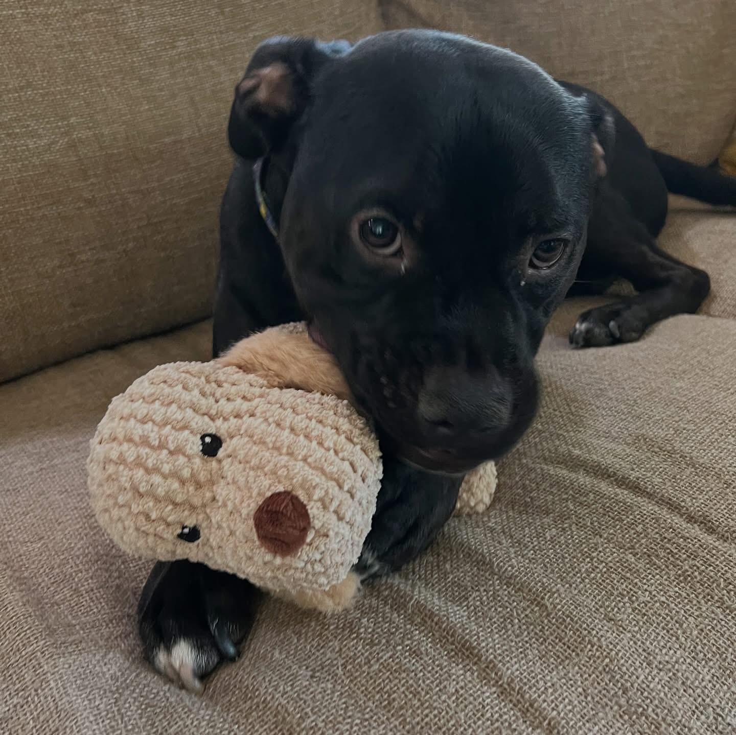 Jett- ADOPT Me, a ADOPTABLE mixed breed in Redondo Beach, CA image 3/6