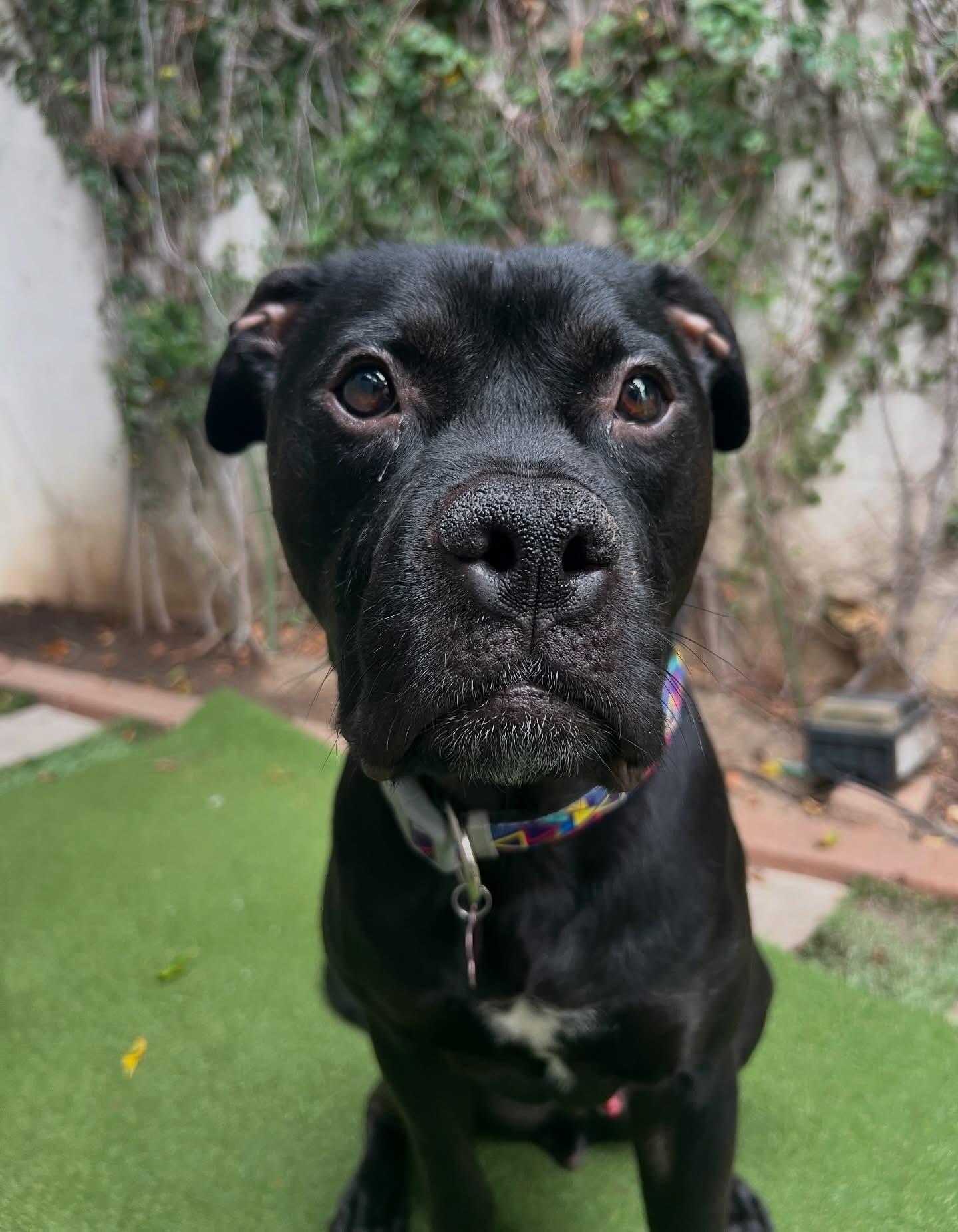 Jett- ADOPT Me, a ADOPTABLE mixed breed in Redondo Beach, CA image 6/6