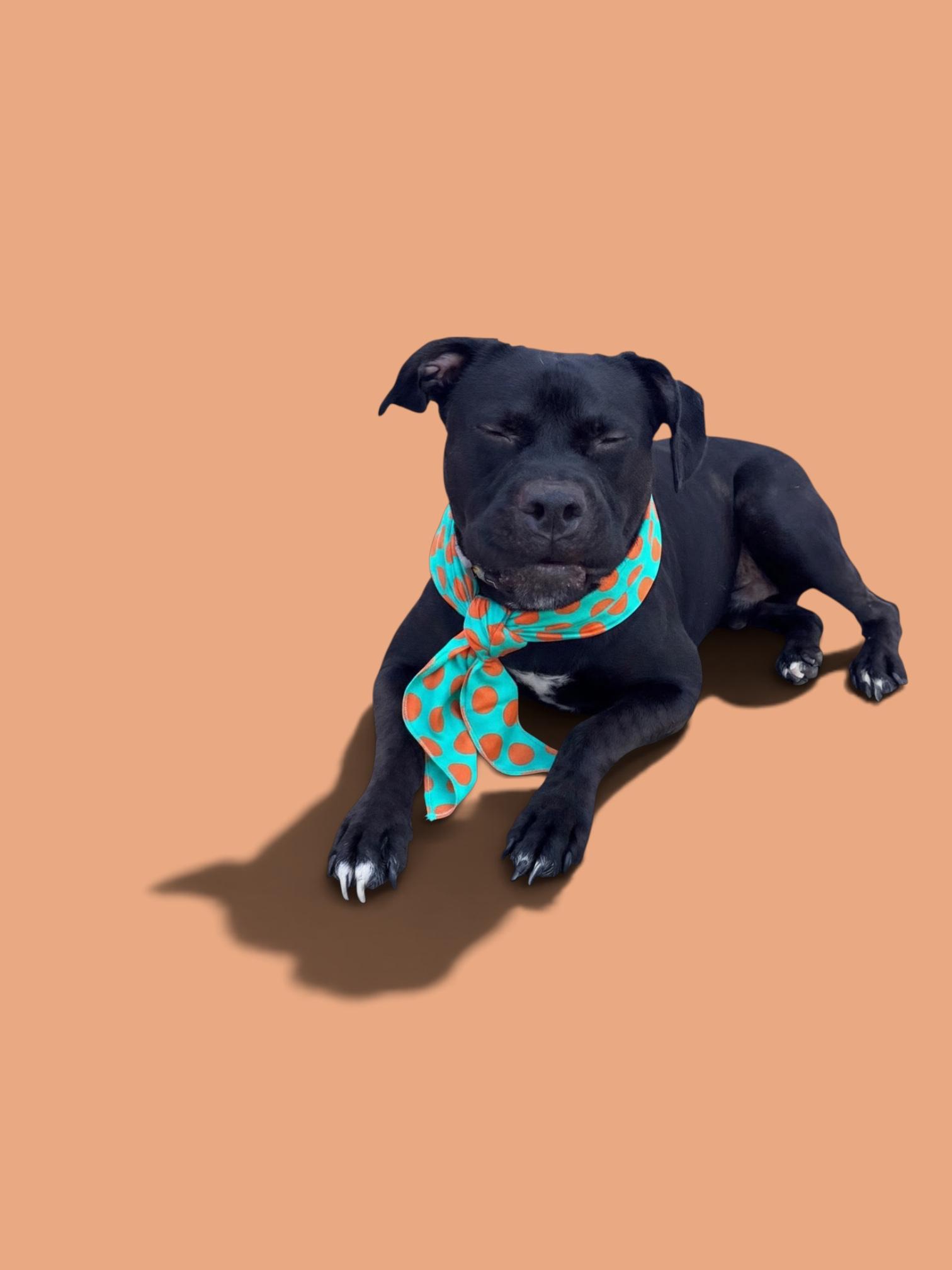 Enlarge Jett- ADOPT Me, a Adoptable mixed breed in Redondo Beach, CA image 6/6