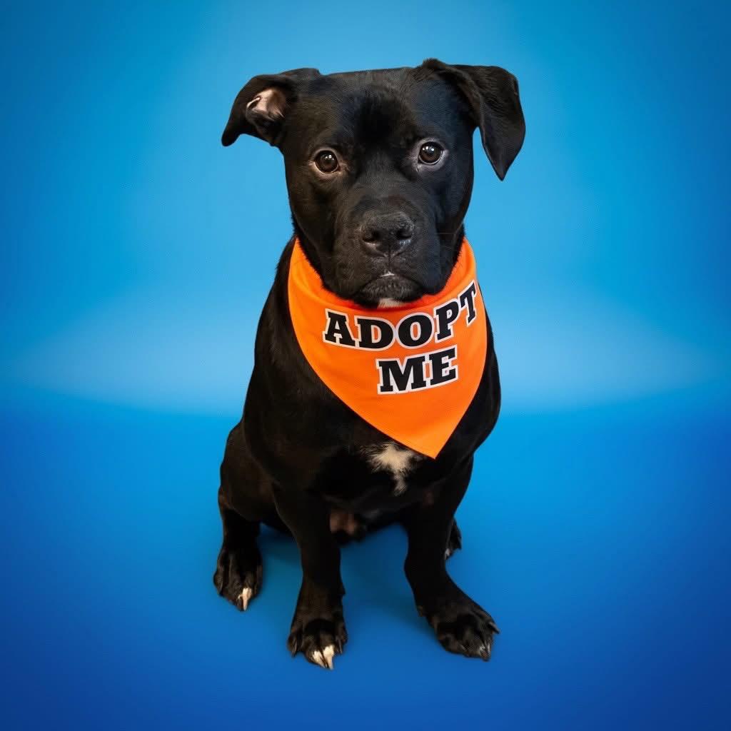 Jett- ADOPT Me, a ADOPTABLE mixed breed in Redondo Beach, CA image 1/6