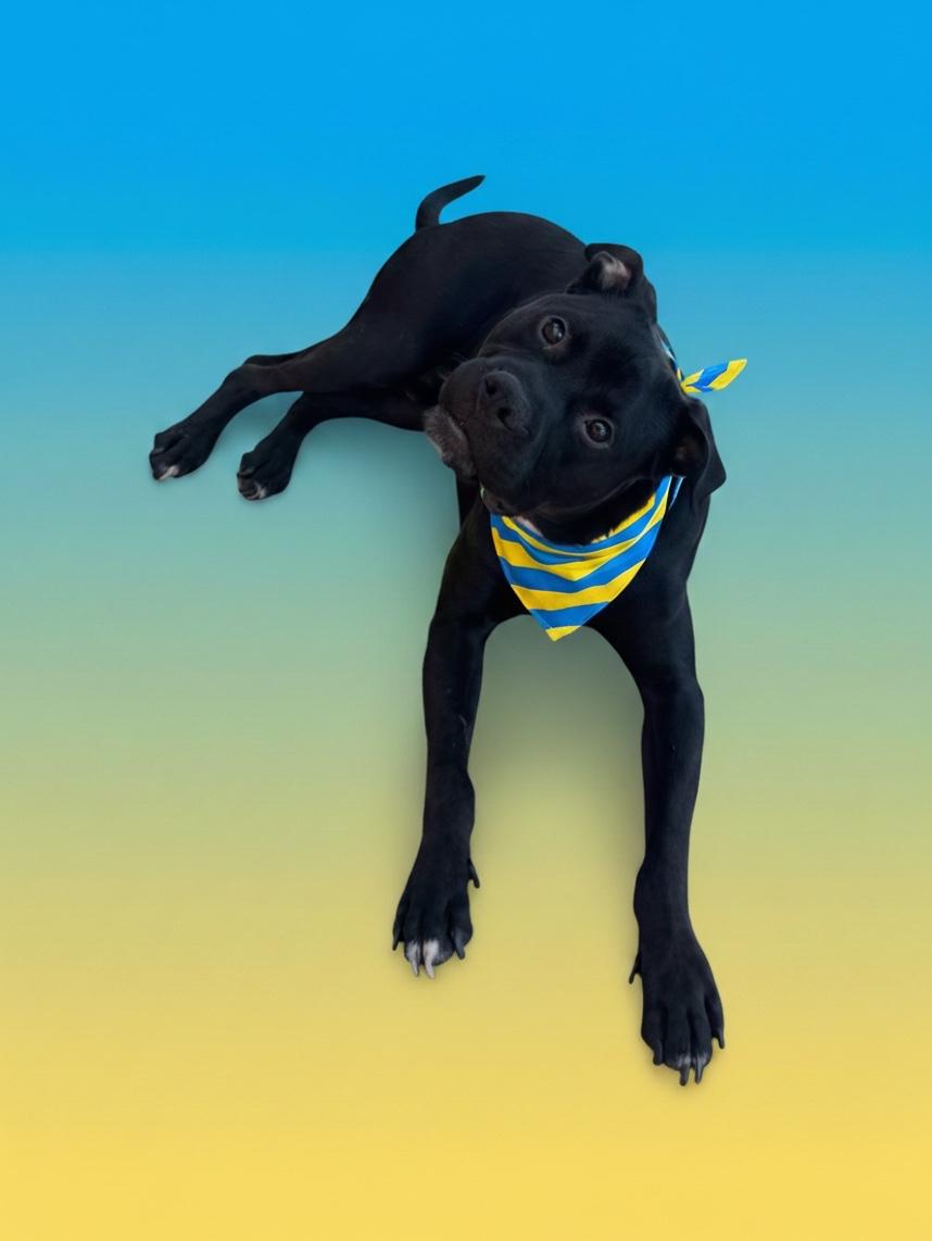 Enlarge Jett- ADOPT Me, a ADOPTABLE mixed breed in Redondo Beach, CA image 6/6