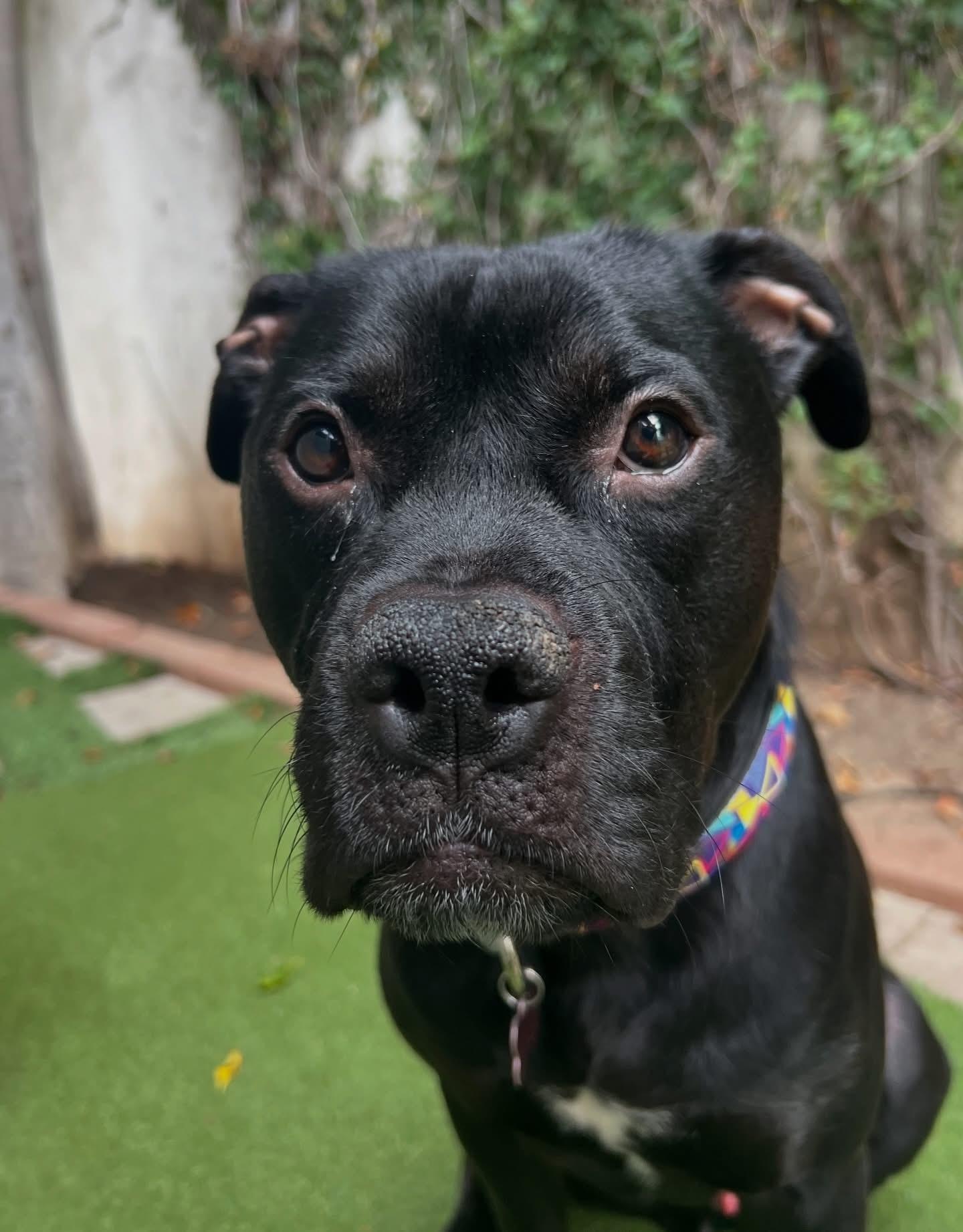 Jett- ADOPT Me, a ADOPTABLE mixed breed in Redondo Beach, CA image 2/6