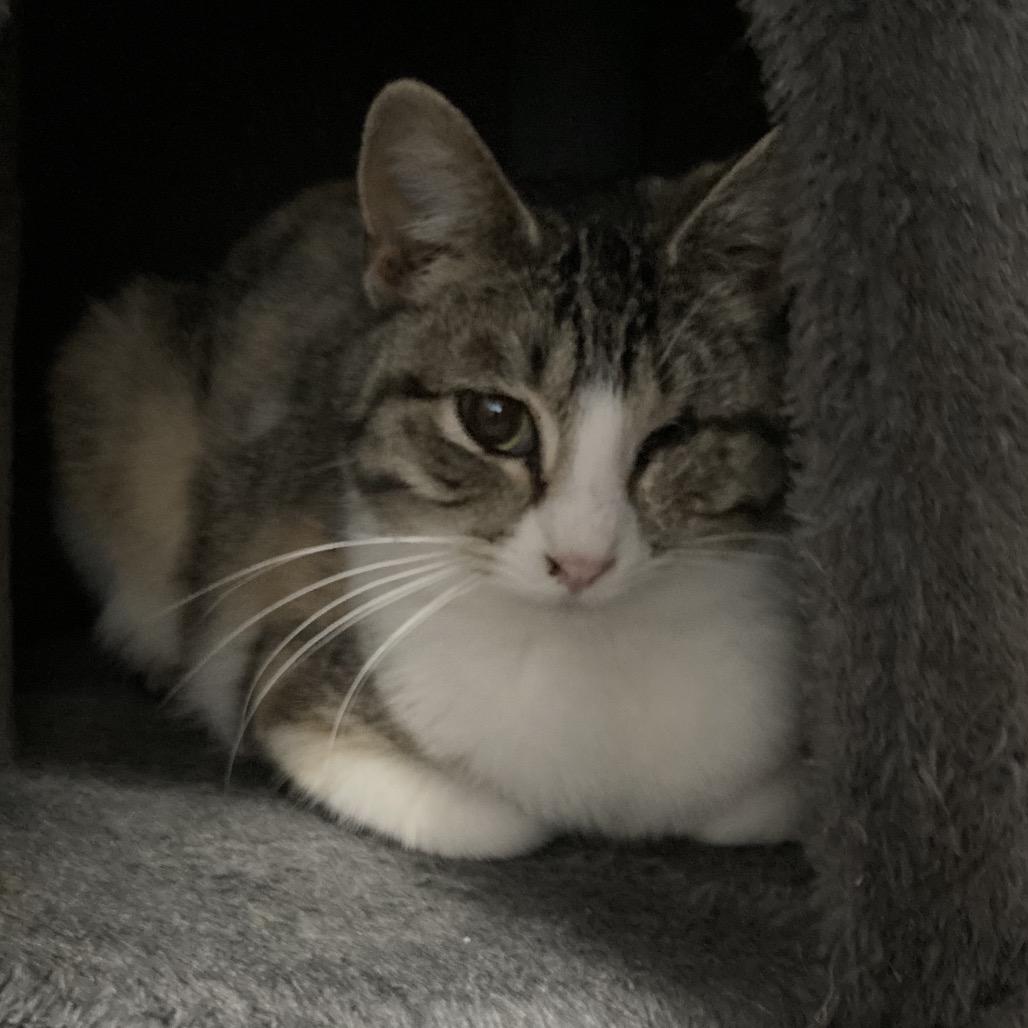 Enlarge Cassie, a Adoptable Domestic Short Hair in Marion, IL image 1/2