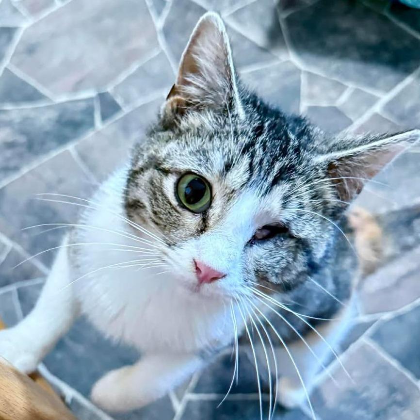 Enlarge Cassie, a Adoptable Domestic Short Hair in Marion, IL image 2/2