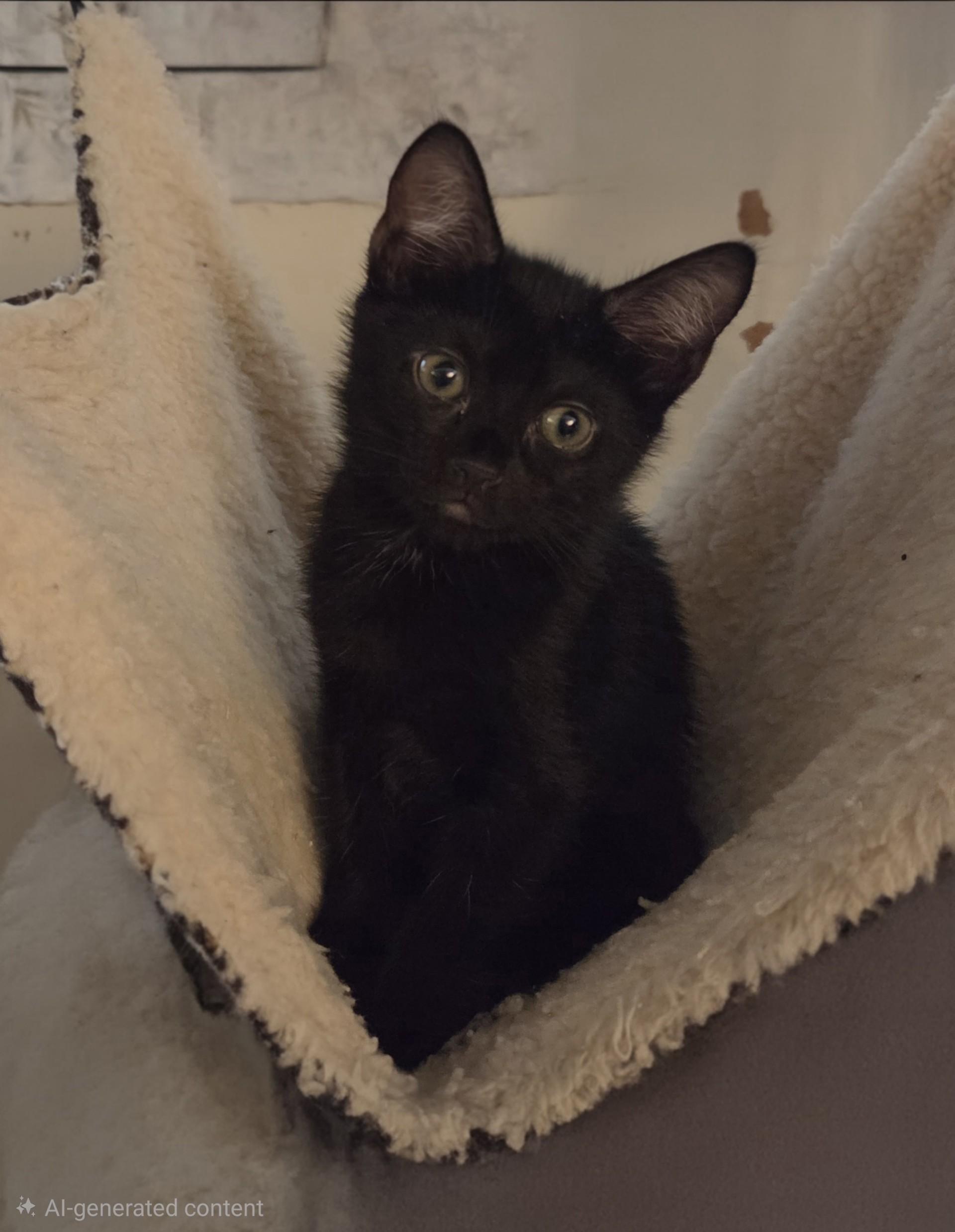 Victoria, adopted, Kitten Female Domestic Short Hair.