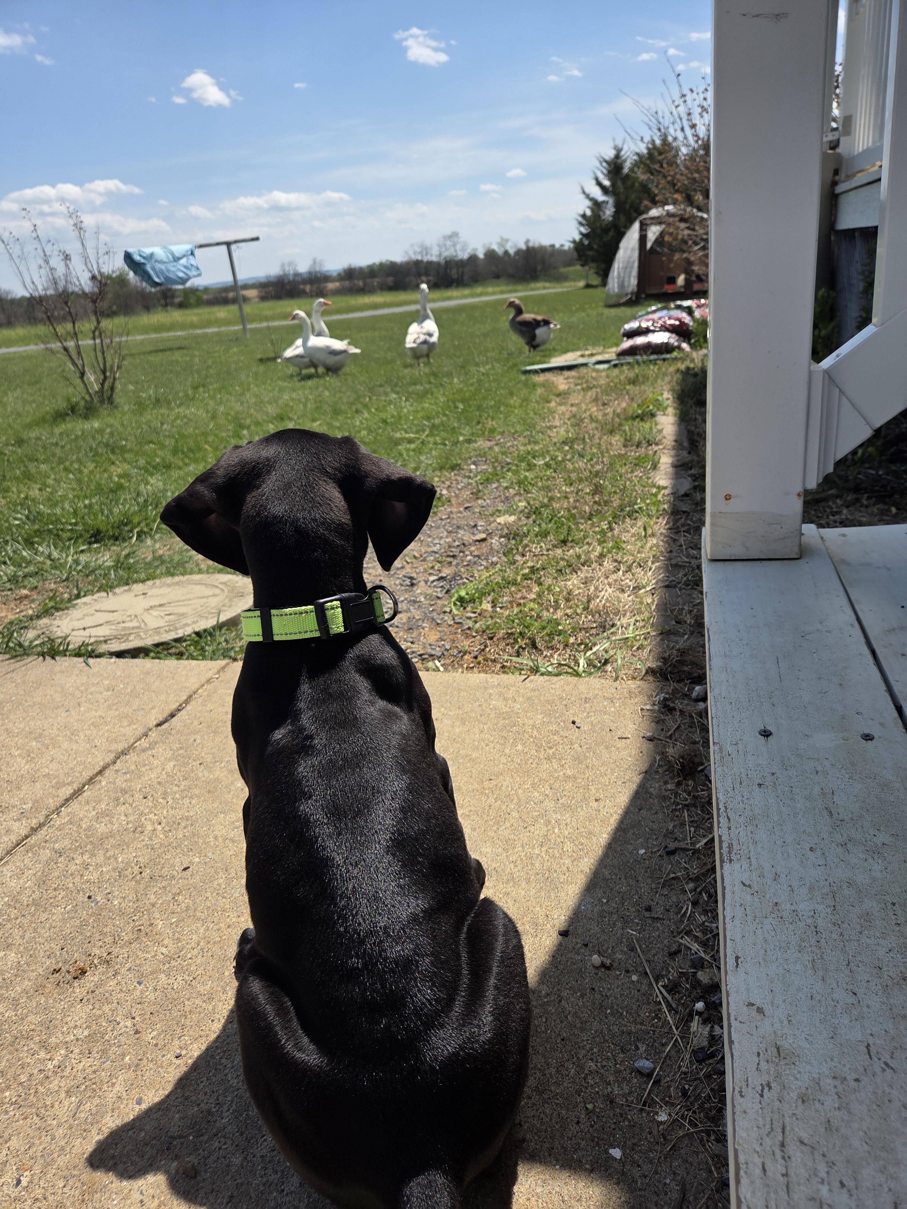 Enlarge Purdy, an adopted Great Dane in Martinsburg, WV image 2/4