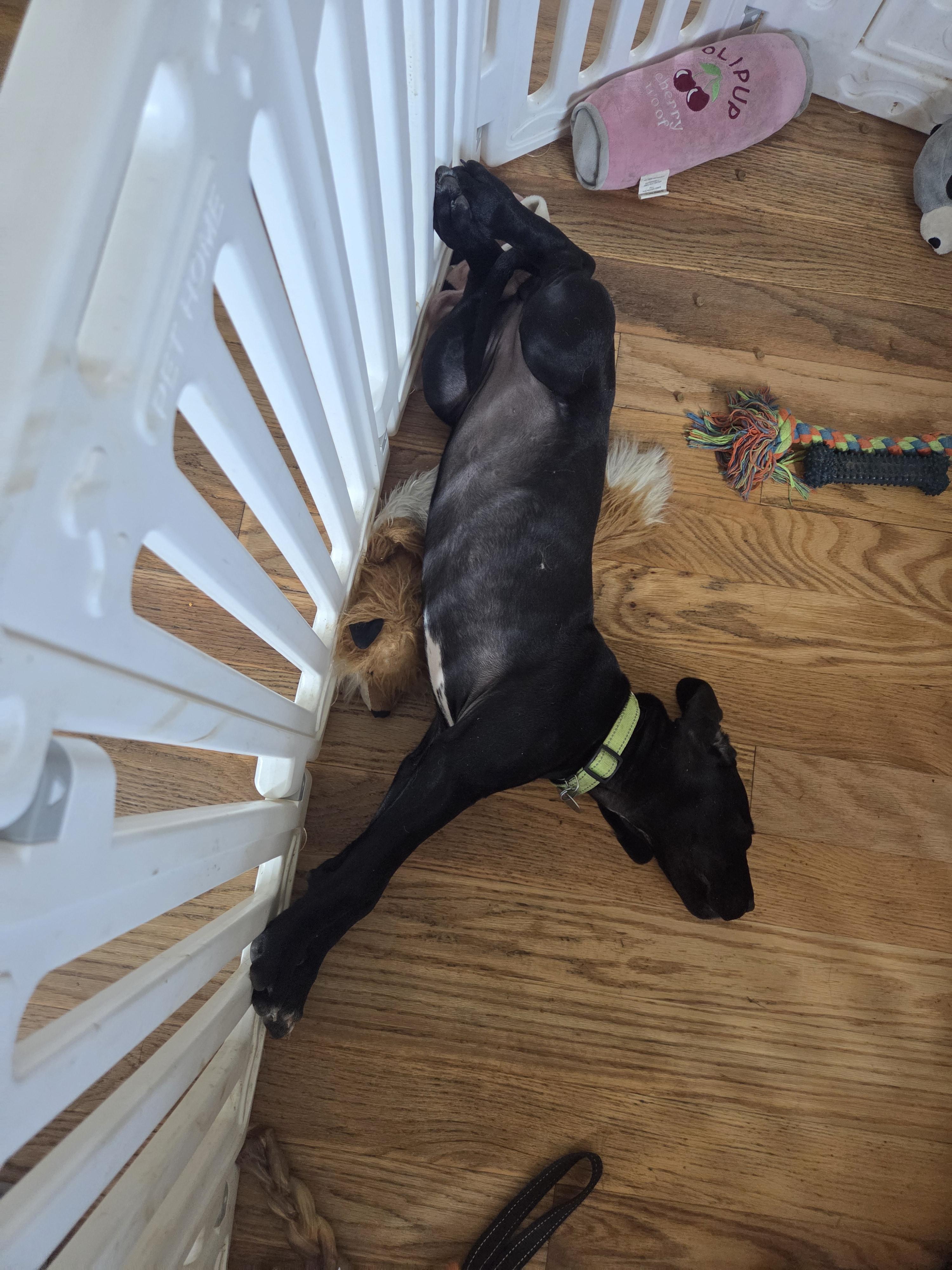 Enlarge Purdy, an adopted Great Dane in Martinsburg, WV image 3/4
