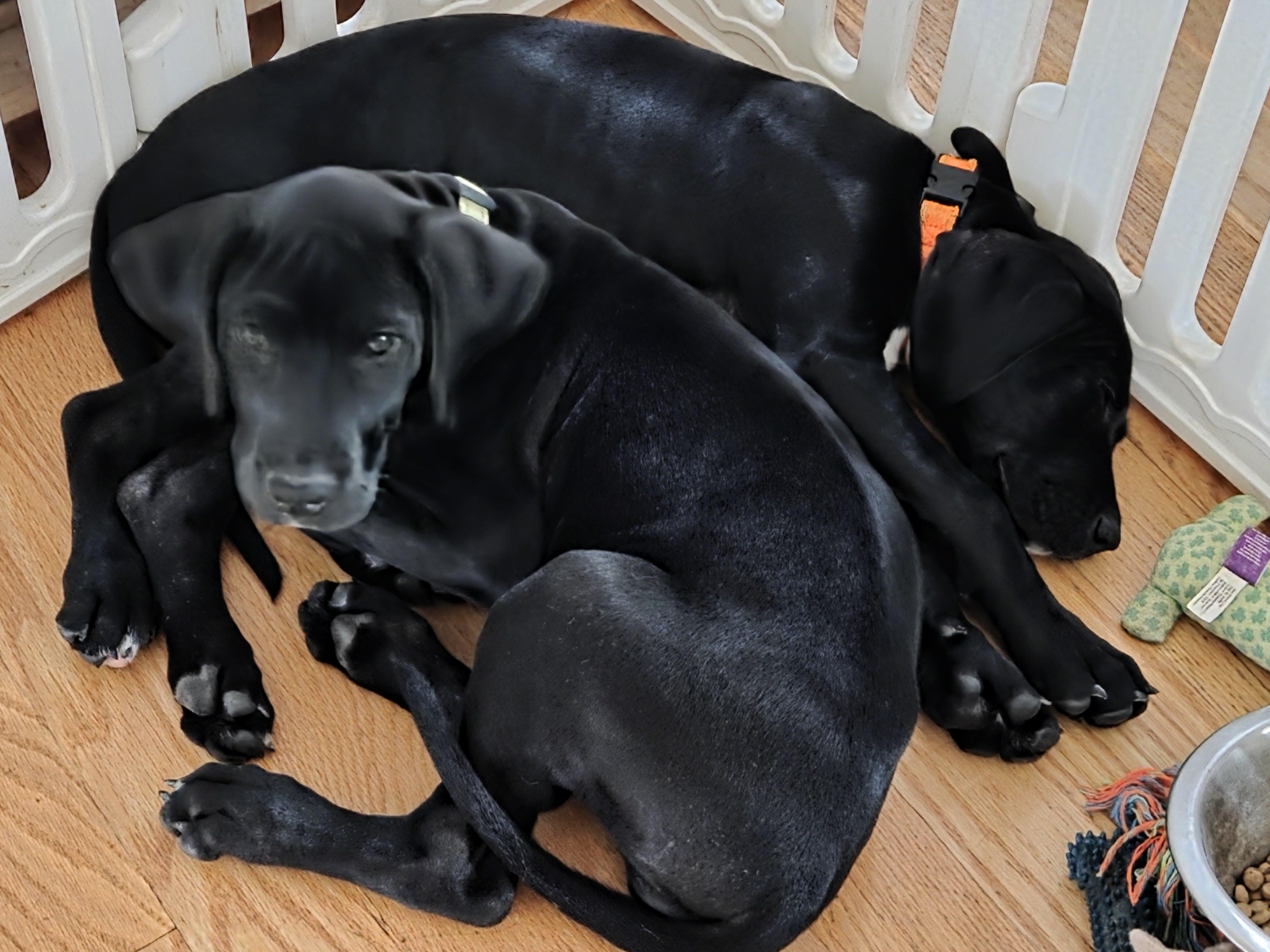 Enlarge Purdy, an adopted Great Dane in Martinsburg, WV image 4/4