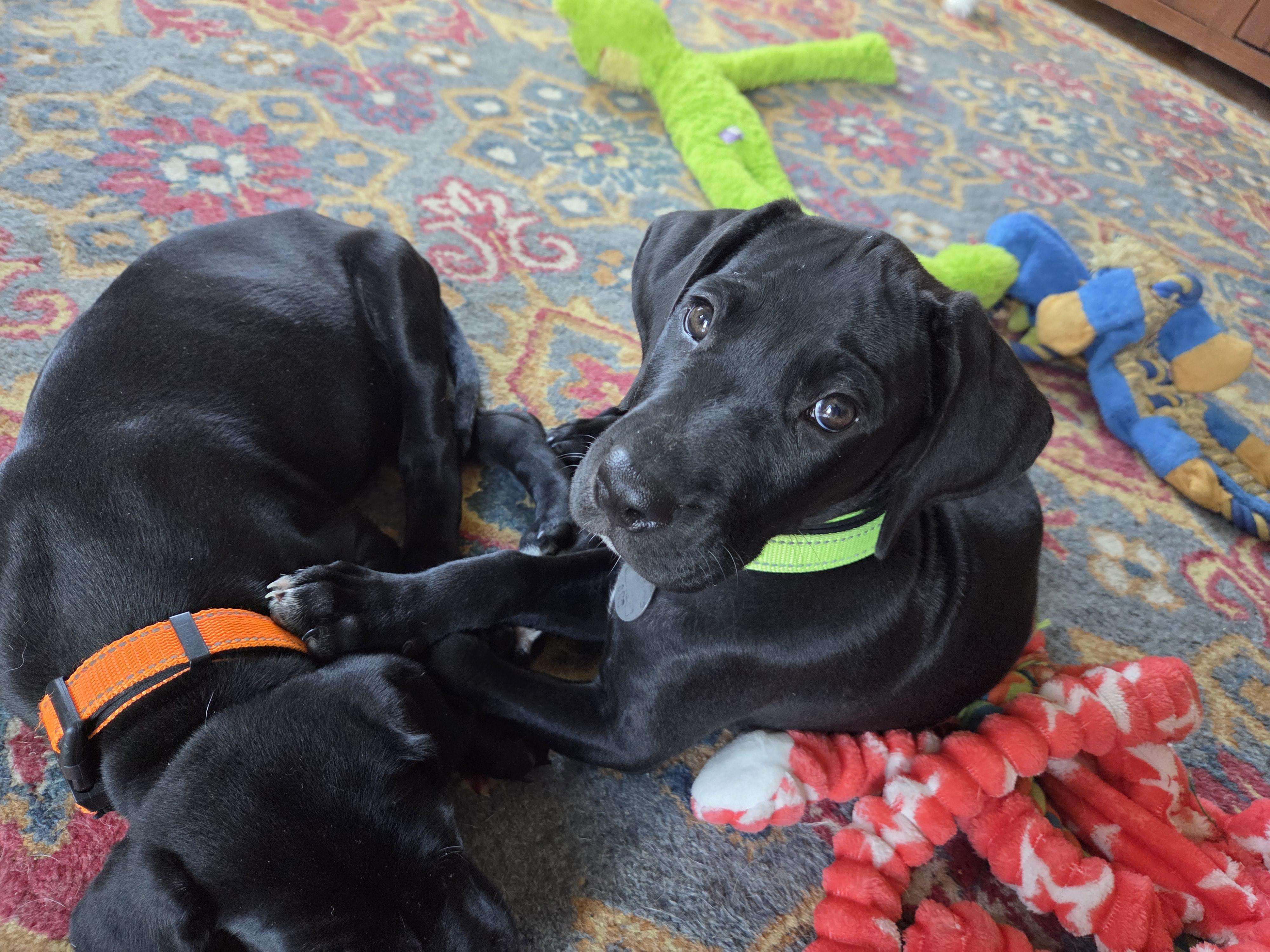 Purdy, adopted, Puppy Female Great Dane.