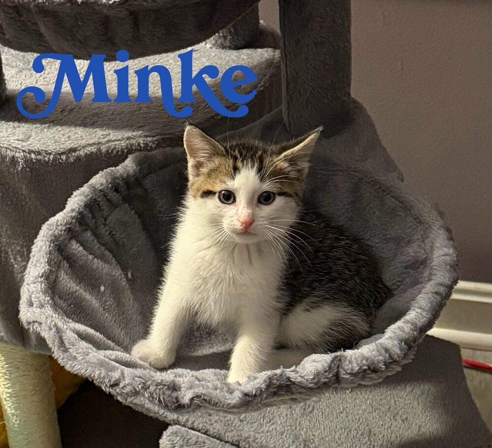 Kitten: Minke *MUST be adopted with a playmate OR to a home with another young cat*, Adoptable, Kitten Male Domestic Medium Hair.