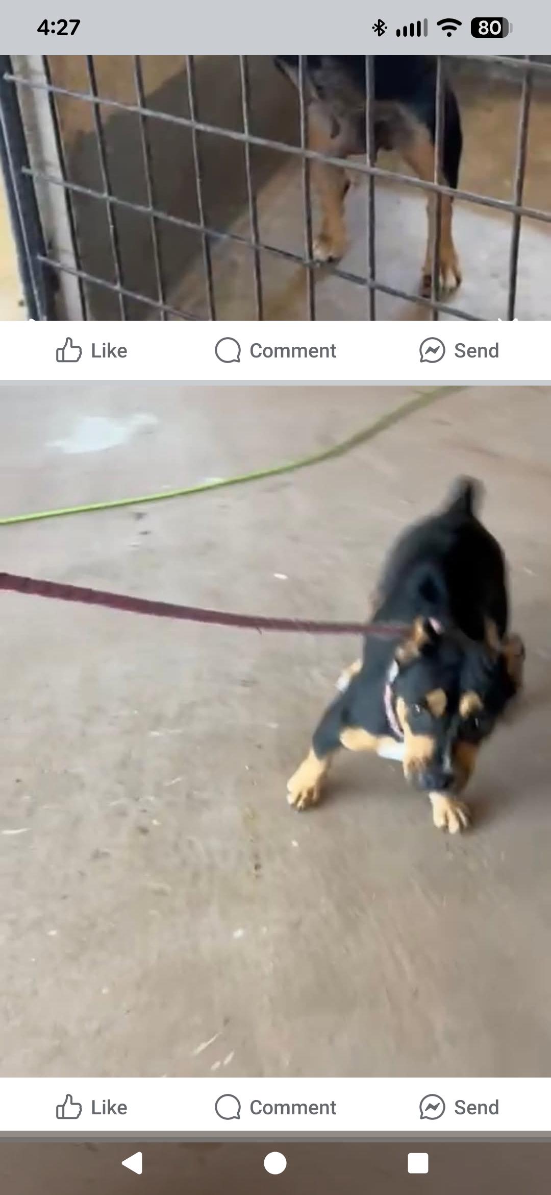 Enlarge Merci, an adopted mixed breed in Westmoreland, KS image 2/2