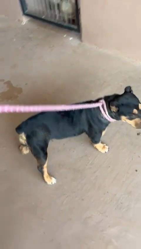 Enlarge Merci, an adopted mixed breed in Westmoreland, KS image 1/2