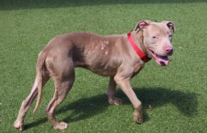 Firefly, a ADOPTABLE Mixed Breed in Athens, GA image 6/6