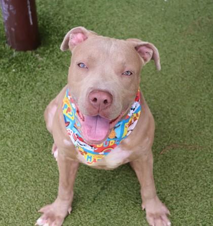 Firefly, a ADOPTABLE Mixed Breed in Athens, GA image 2/6