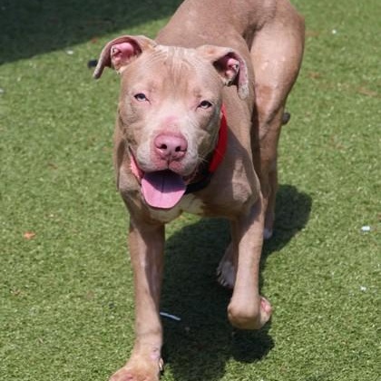 Firefly, a ADOPTABLE Mixed Breed in Athens, GA image 4/6