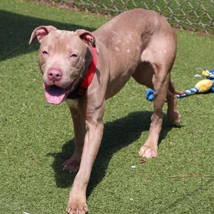 Firefly, a ADOPTABLE Mixed Breed in Athens, GA image 5/6