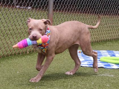 Firefly, a ADOPTABLE Mixed Breed in Athens, GA image 3/6