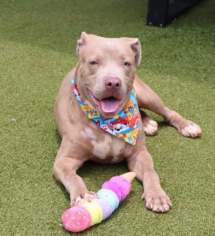 Firefly, ADOPTABLE, Adult Male Mixed Breed.