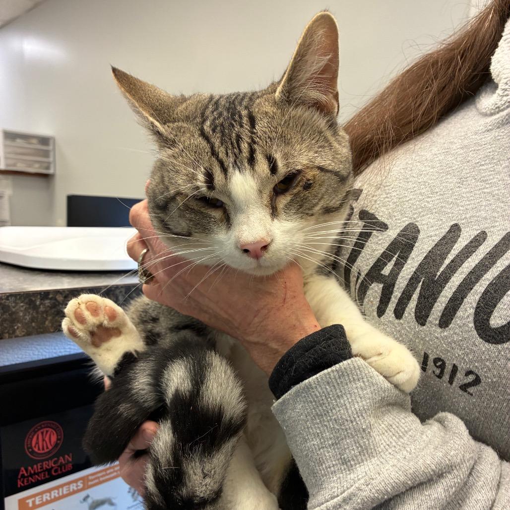 Max, Adoptable, Young Male Domestic Short Hair & Domestic Short Hair.