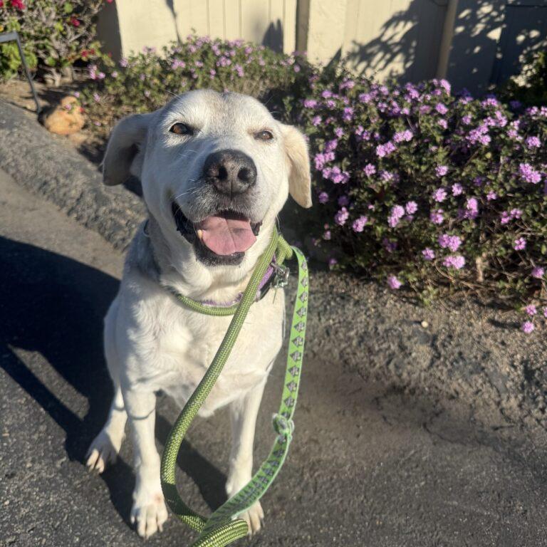 Enlarge Henry, a Adoptable mixed breed in San Diego, CA image 1/3