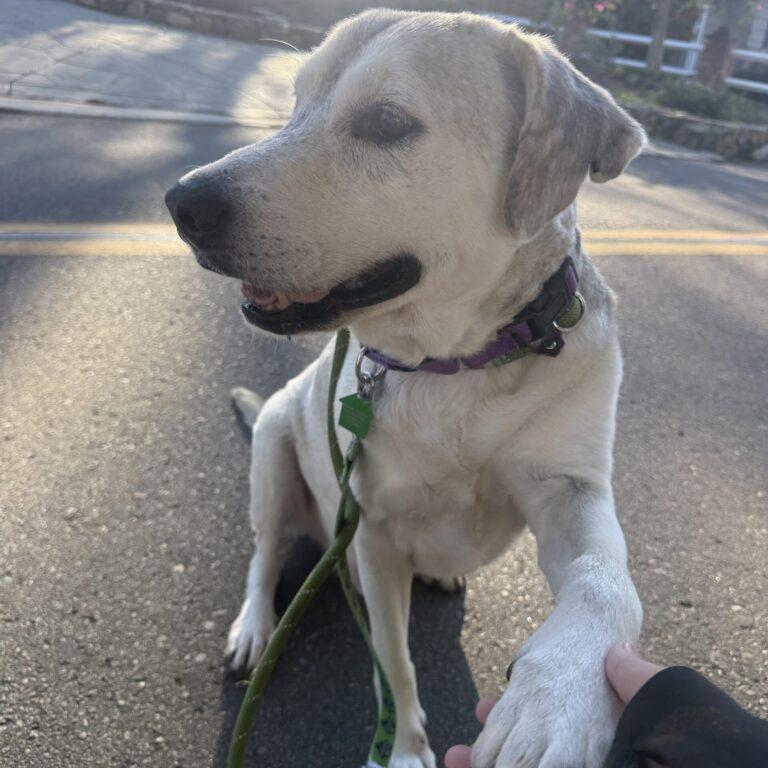 Enlarge Henry, a Adoptable mixed breed in San Diego, CA image 2/3