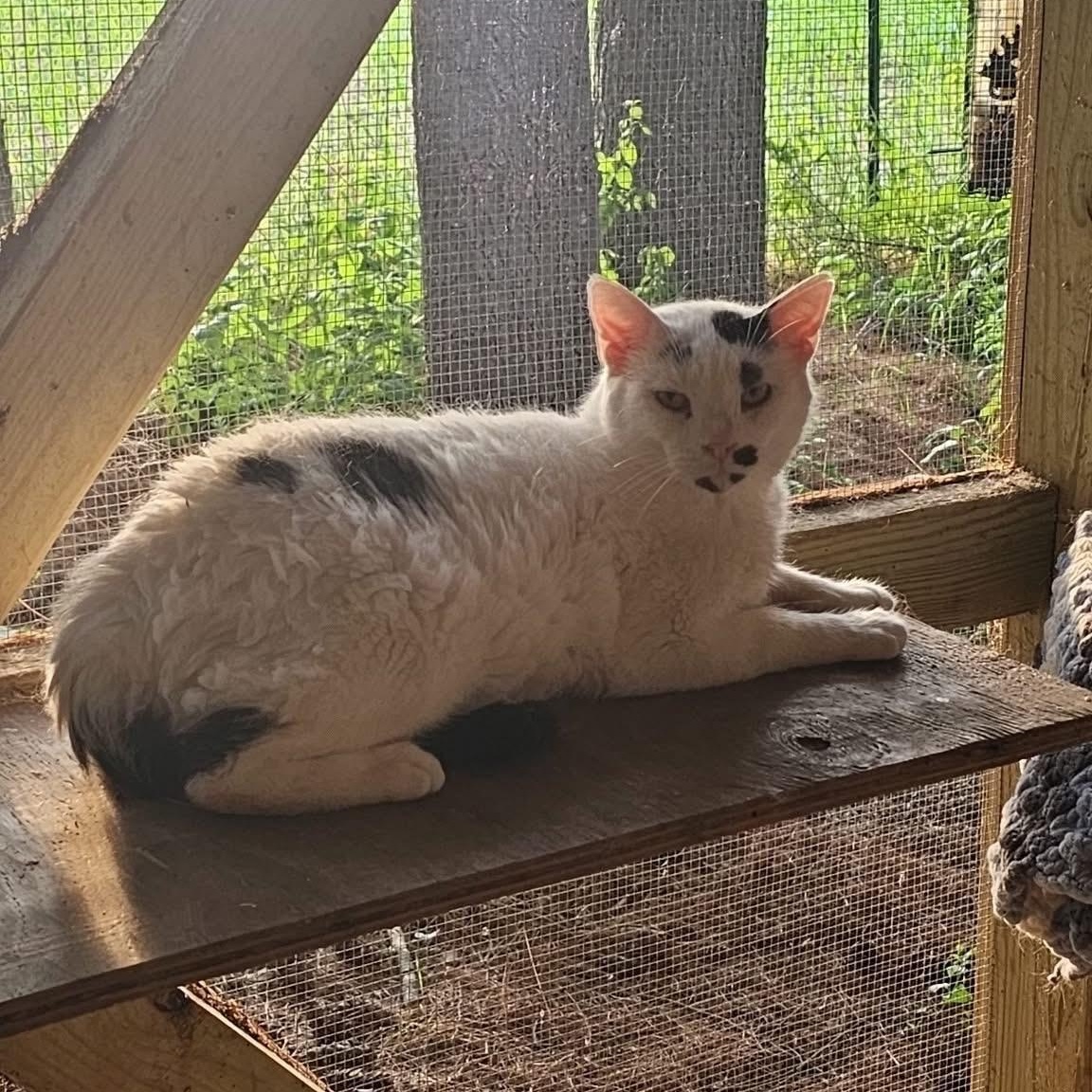 Charlie, a Adoptable Domestic Short Hair in Pardeeville, WI image 2/4