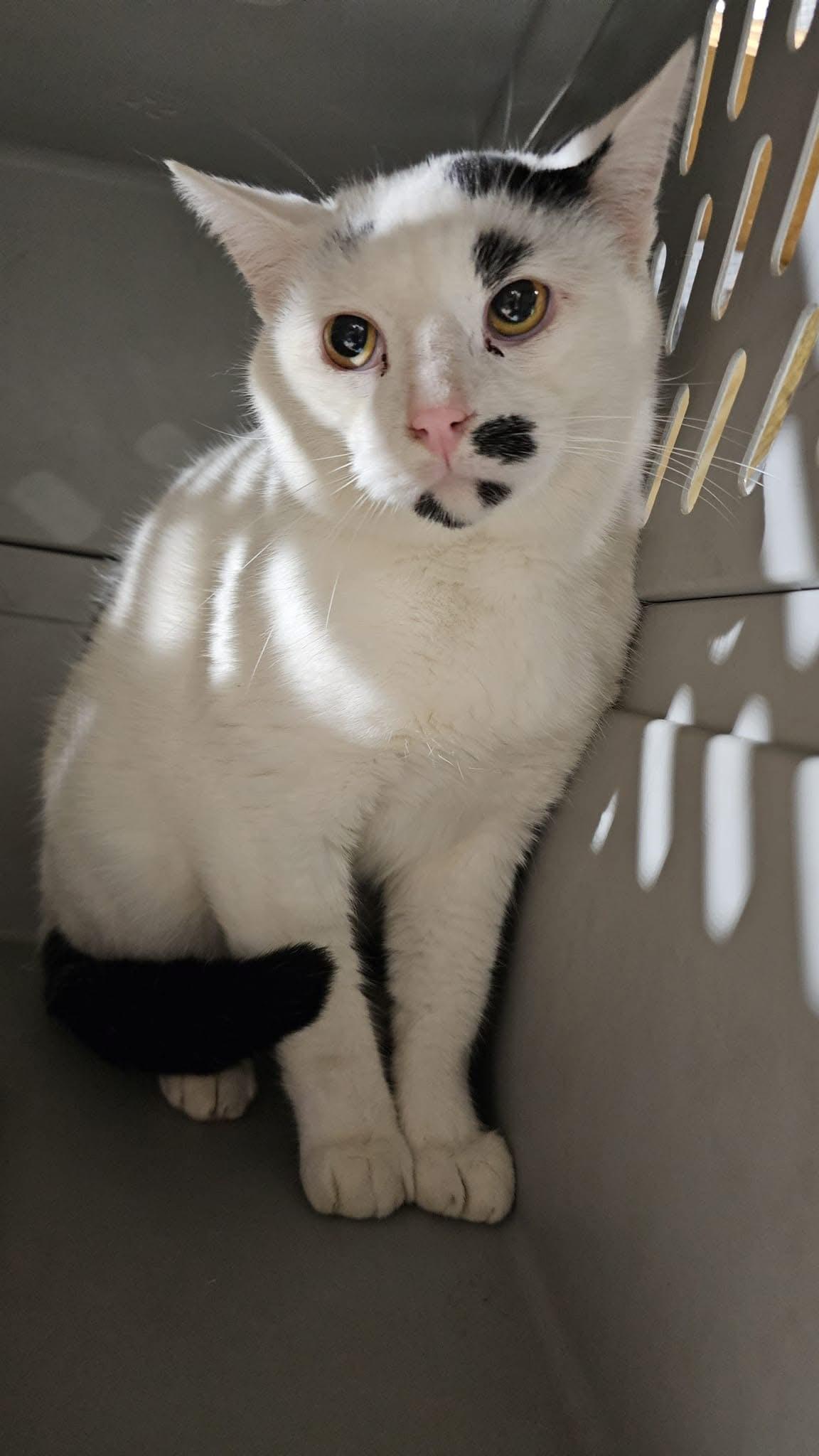 Charlie, a Adoptable Domestic Short Hair in Pardeeville, WI image 3/4