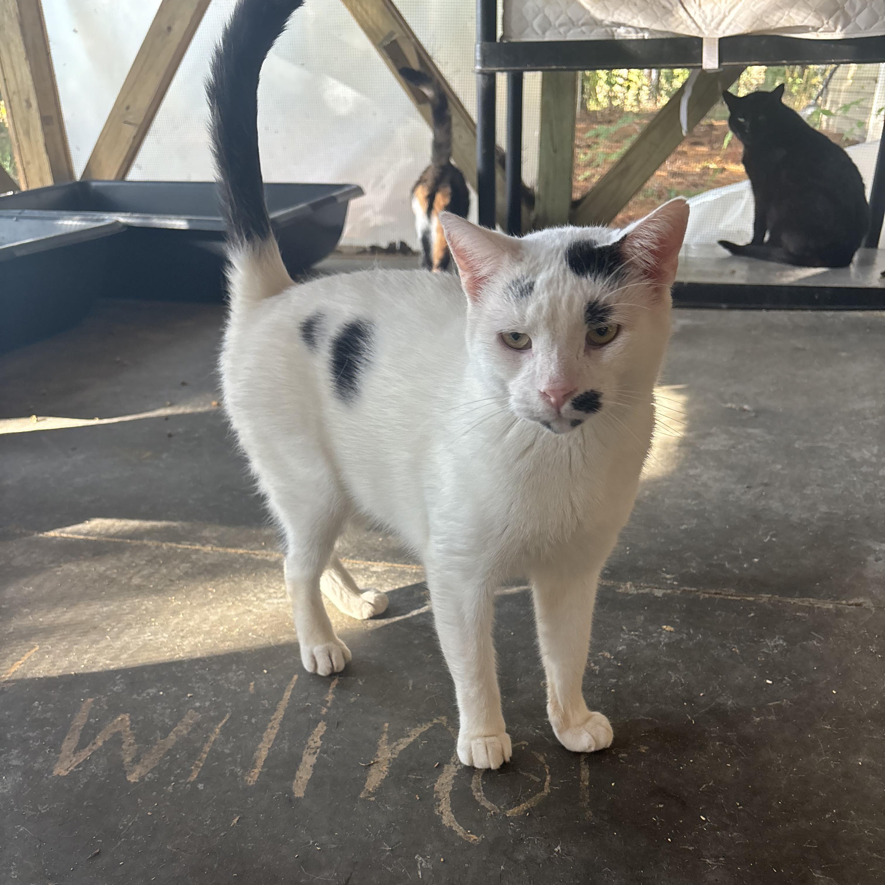 Charlie, Adoptable, Adult Male Domestic Short Hair.