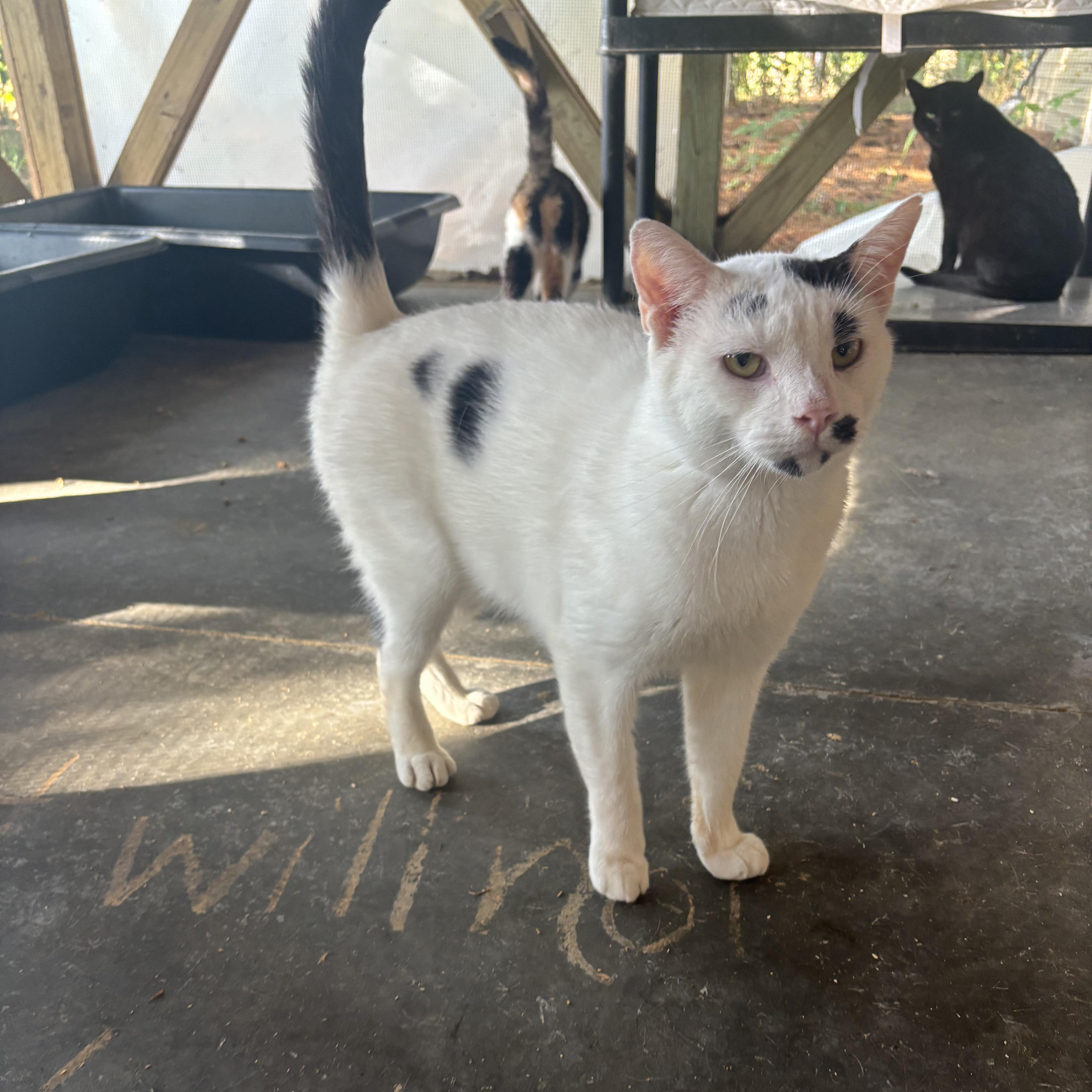 Charlie, a Adoptable Domestic Short Hair in Pardeeville, WI image 4/4