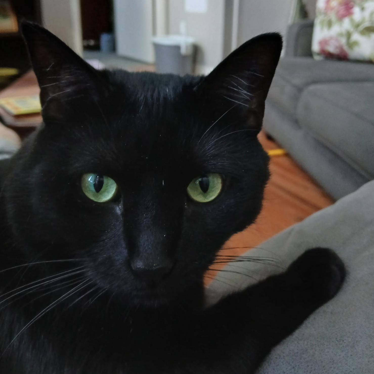 Harry, a Adoptable Domestic Short Hair in Lansdowne, PA image 1/5