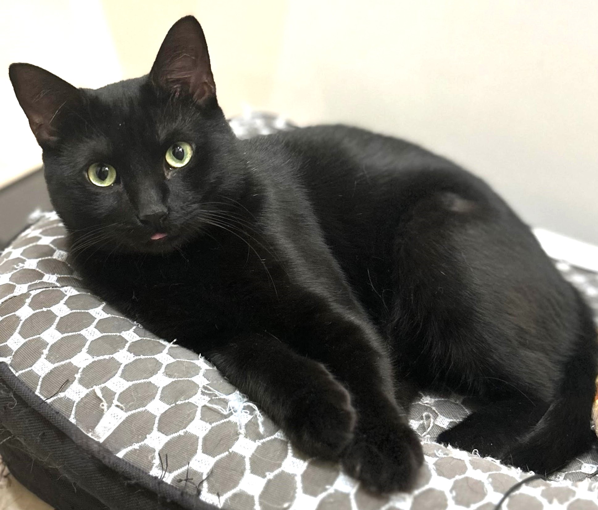 Harry, a Adoptable Domestic Short Hair in Lansdowne, PA image 5/5