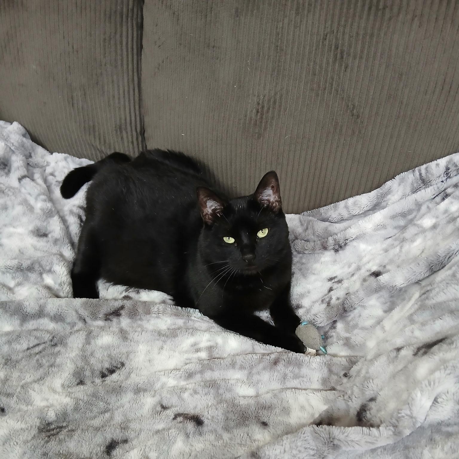 Harry, a Adoptable Domestic Short Hair in Lansdowne, PA image 3/5