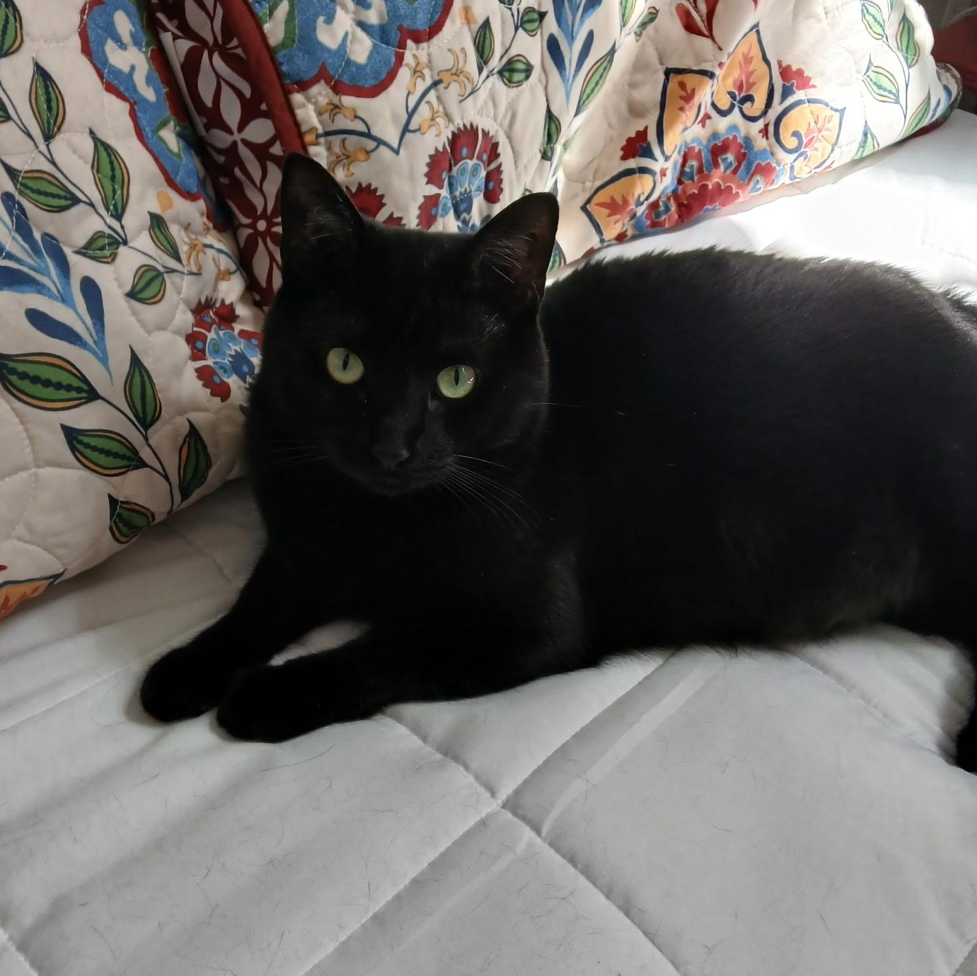 Harry, a Adoptable Domestic Short Hair in Lansdowne, PA image 2/5