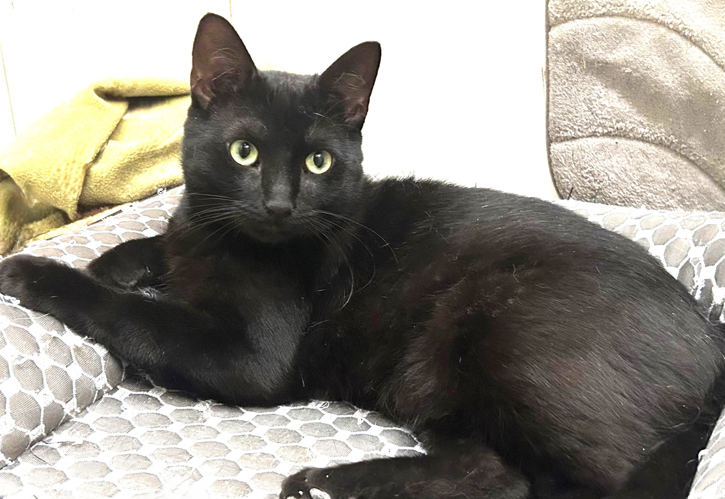 Harry, a Adoptable Domestic Short Hair in Lansdowne, PA image 4/5