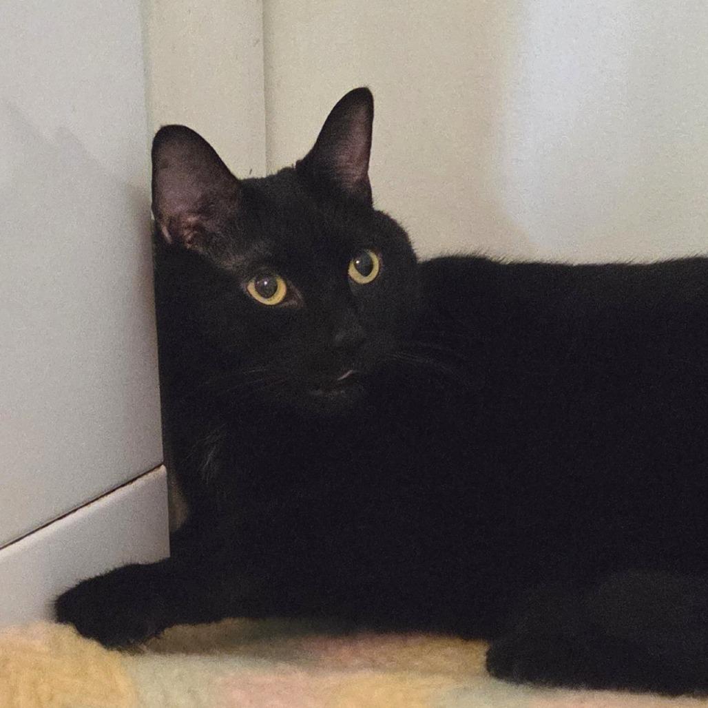 Enlarge Loki, a Adoptable Domestic Short Hair in Brimfield, MA image 1/3
