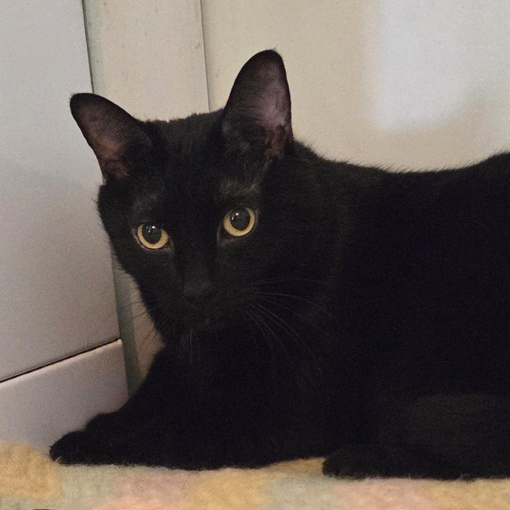 Enlarge Loki, a Adoptable Domestic Short Hair in Brimfield, MA image 2/3