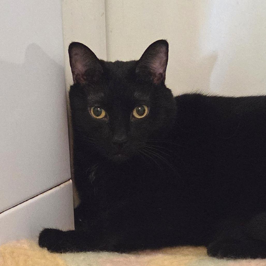 Enlarge Loki, a Adoptable Domestic Short Hair in Brimfield, MA image 3/3