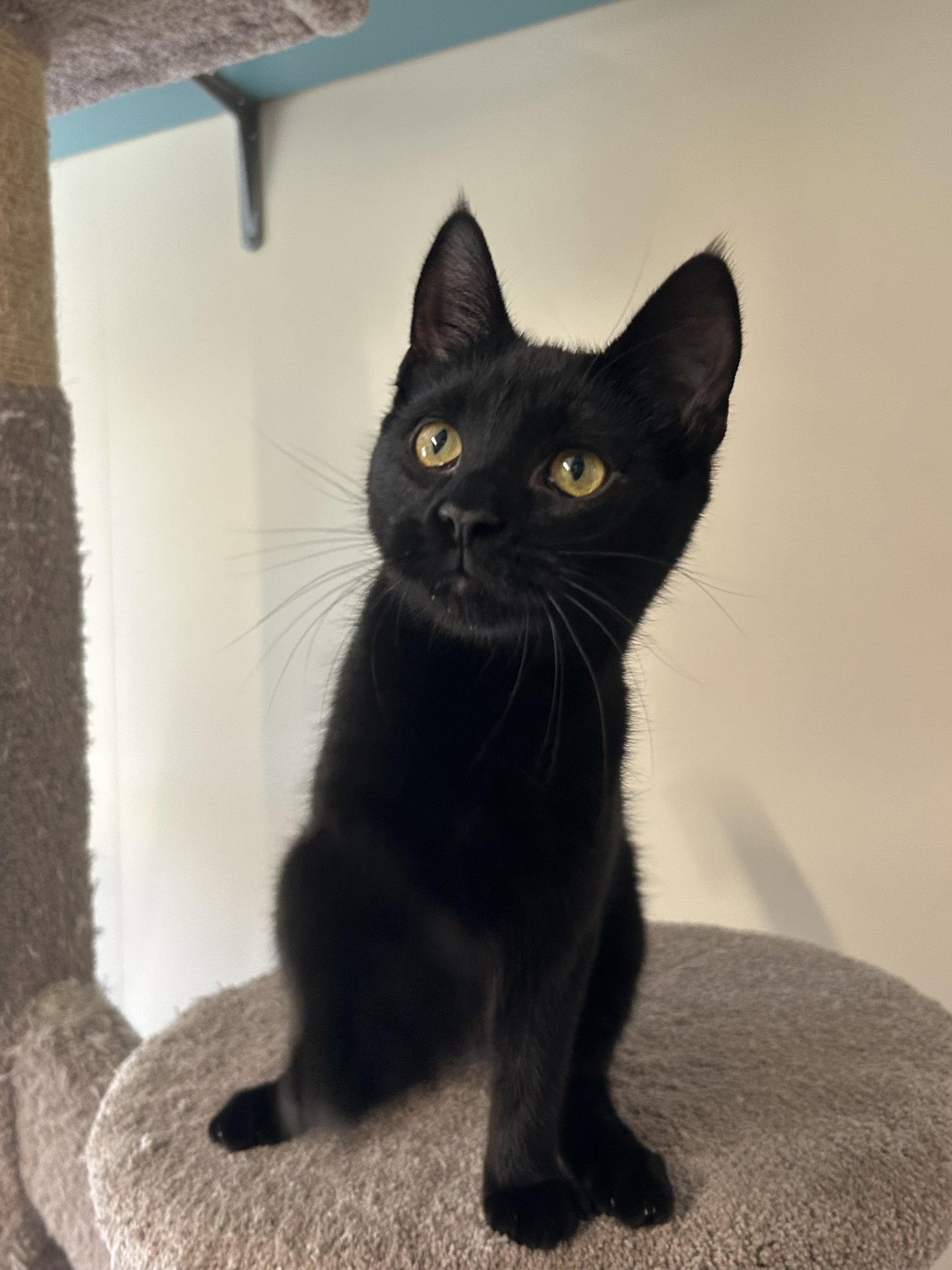 Cats & Kittens for Adoption in Shaftsbury, VT | Petfinder