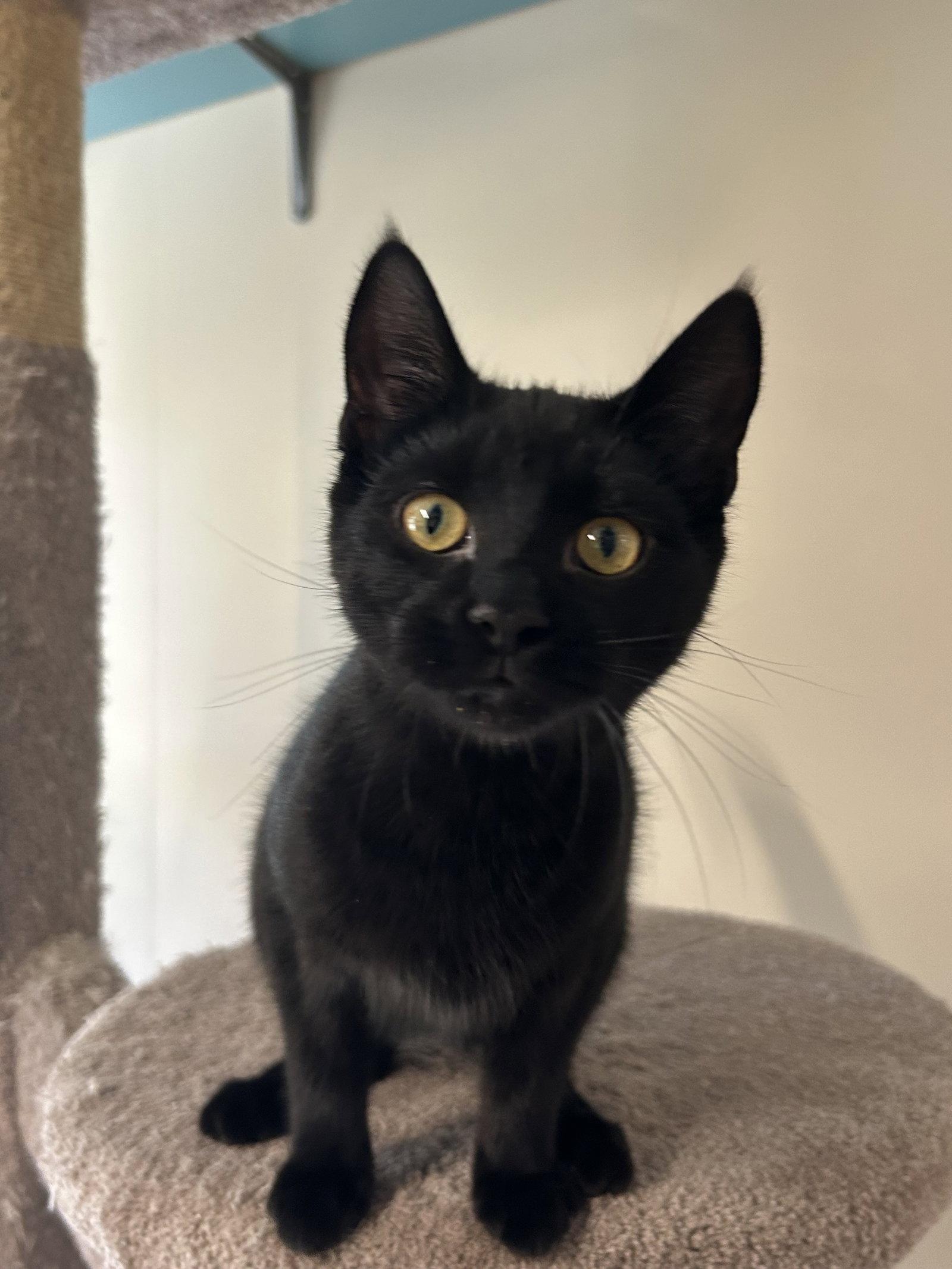 Enlarge Maeve, a Adoptable Domestic Short Hair in Arlington, VT image 2/3