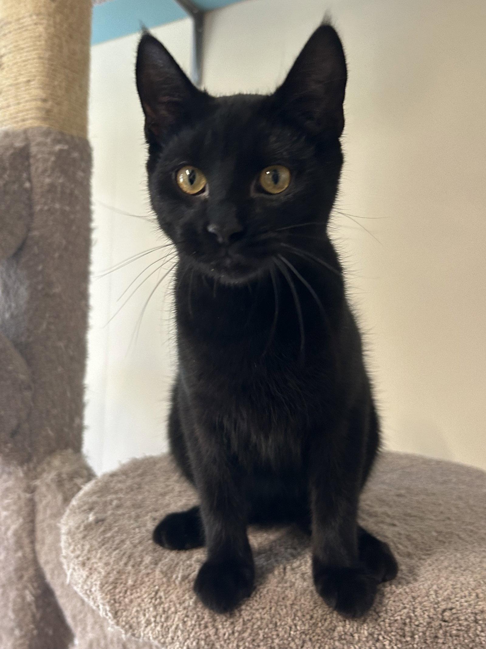 Enlarge Maeve, a Adoptable Domestic Short Hair in Arlington, VT image 3/3