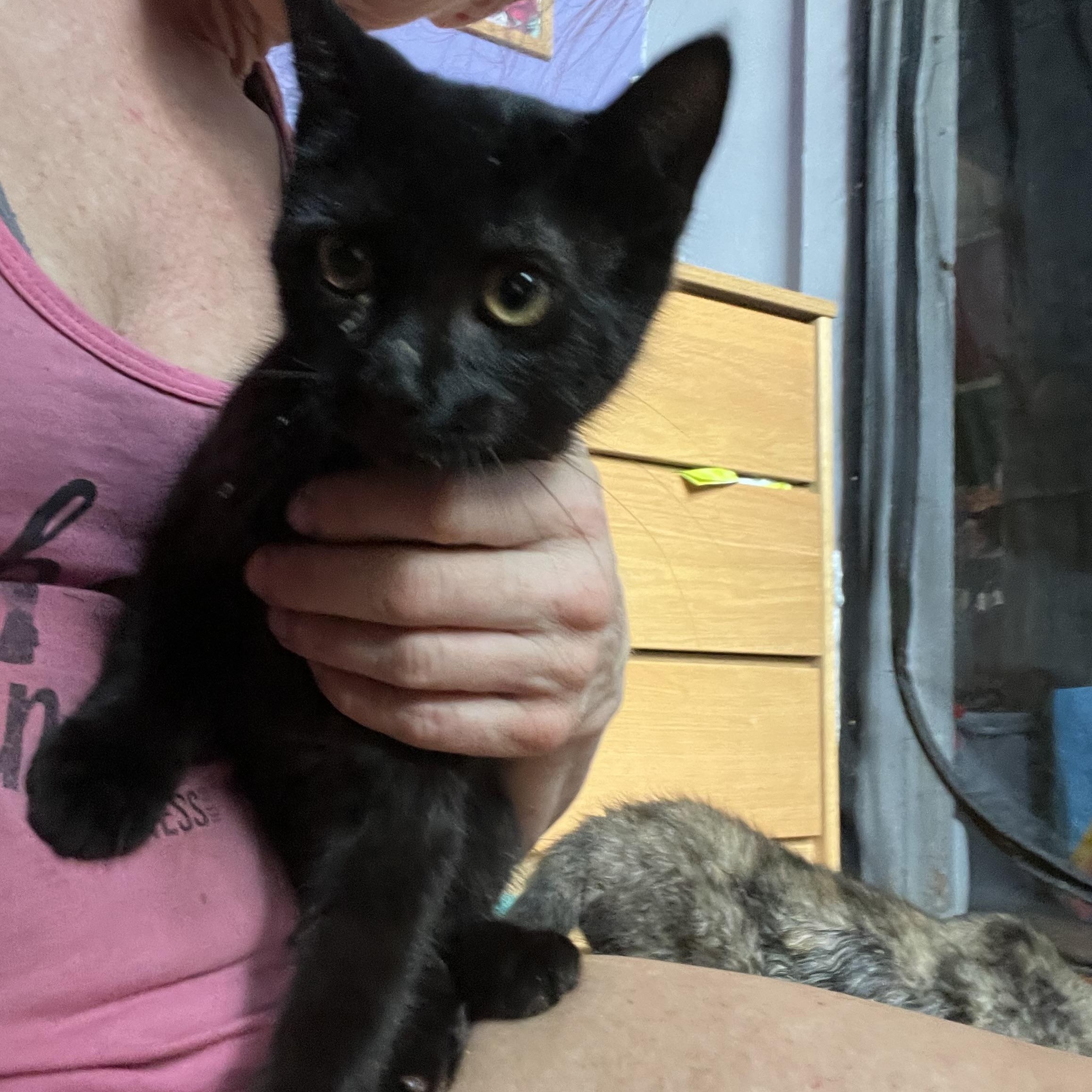 Enlarge Dexter, a Adoptable American Shorthair in Newark valley, NY image 2/4