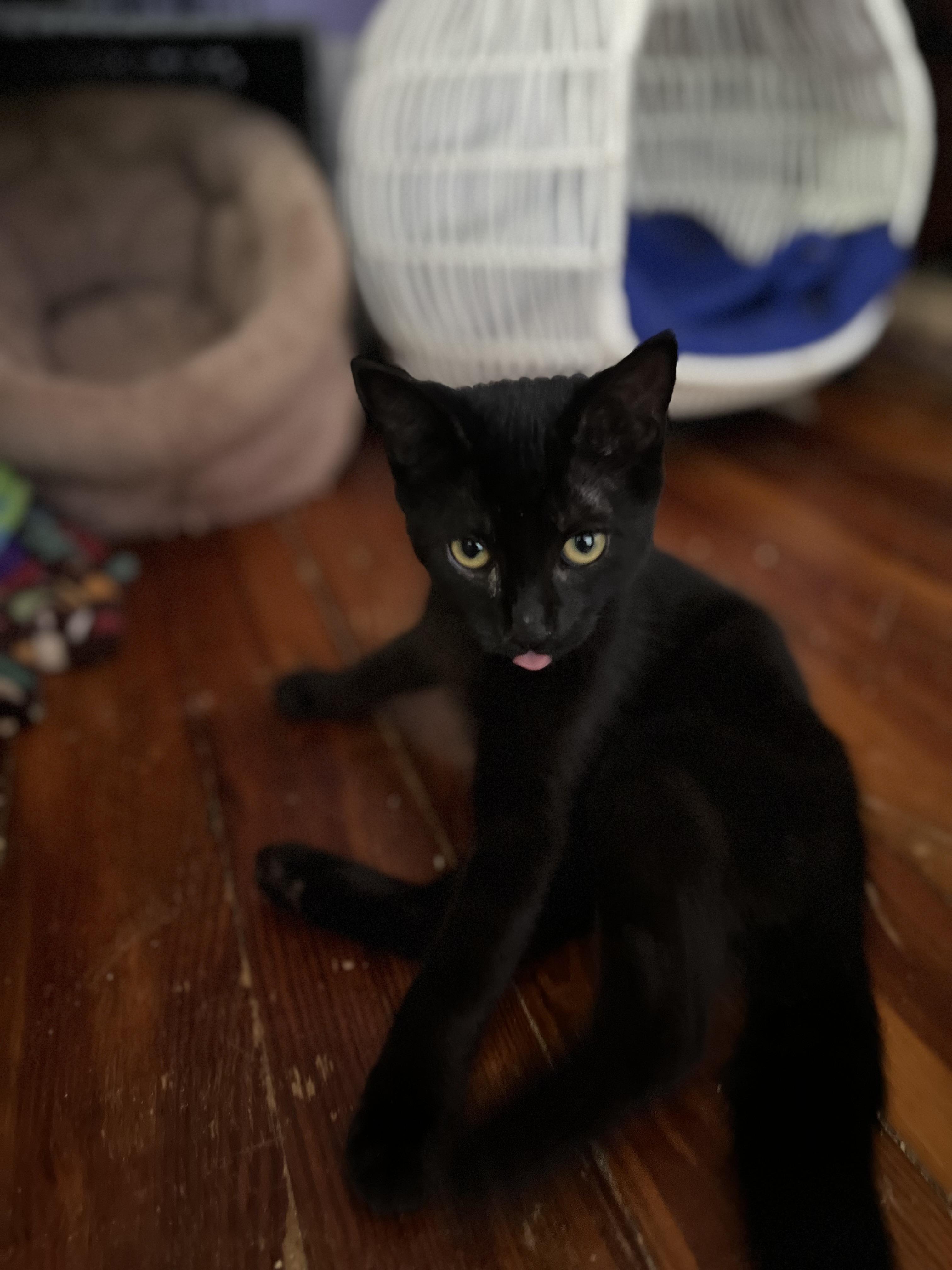 Dexter, Adoptable, Kitten Male American Shorthair.