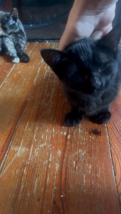 Enlarge Dexter, a Adoptable American Shorthair in Newark valley, NY video 3/4